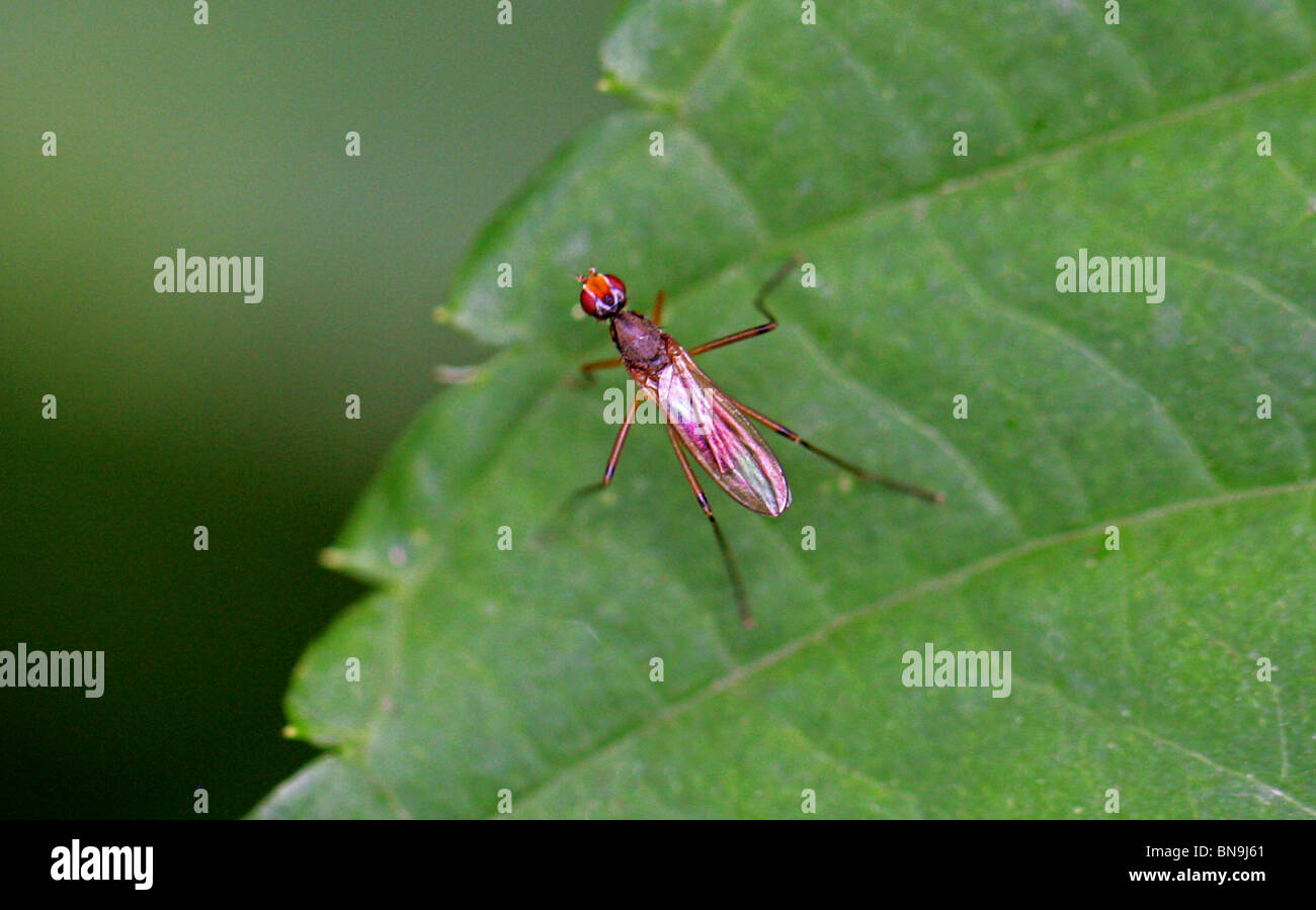 Stiltlegged Fly, Neria cibaria, Micropezidae, Diptera Stock Photo Alamy