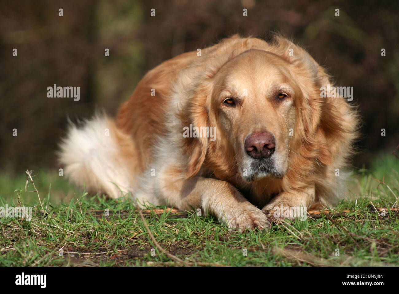 lying Golden Retriever Stock Photo - Alamy