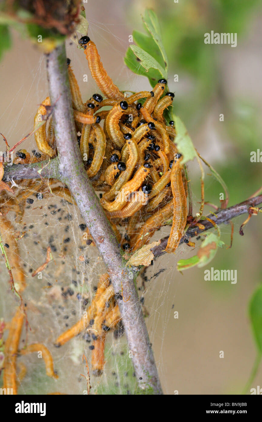 Social Pear Sawfly Larvae, Neurotoma saltuum (syn. Tenthredo flaviventris and Tenthredo saltuum), Pamphiliidae, Hymenoptera. Stock Photo