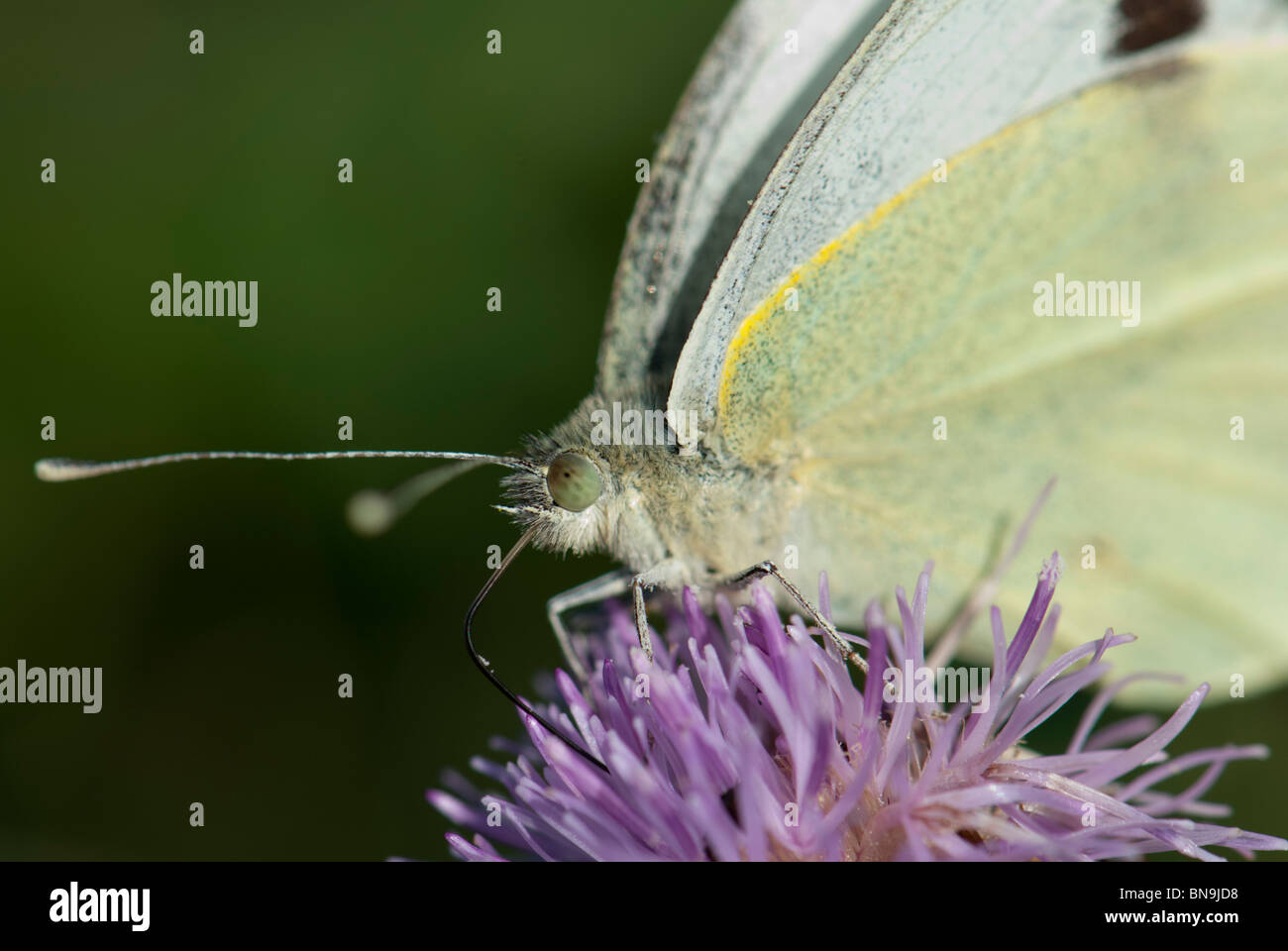 Close up of a butterfly  Large White (Pieris brassicae) on a thistle. Stock Photo