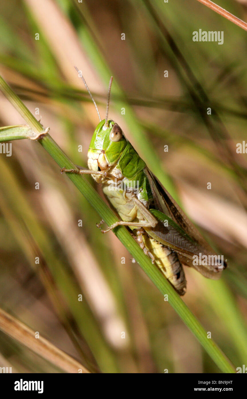 Meadow Grasshopper, Chorthippus parallelus, Acrididae, Orthoptera Stock Photo