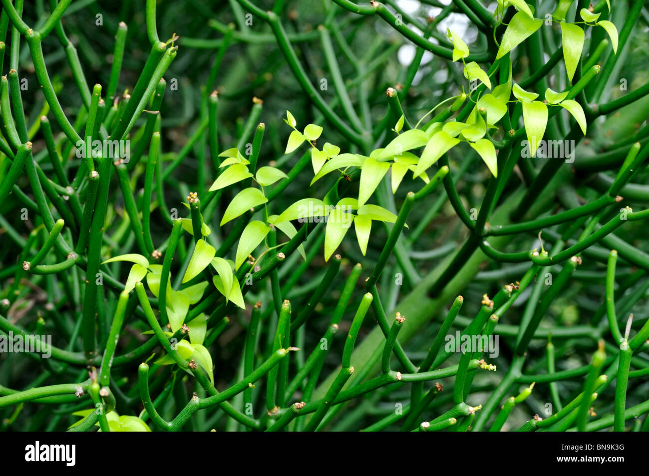 Close up of succulent and creeper  – background Stock Photo