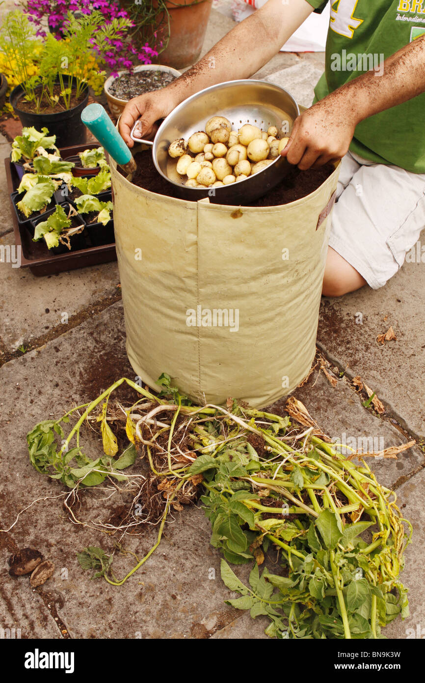 Grow bag potato hi-res stock photography and images - Alamy