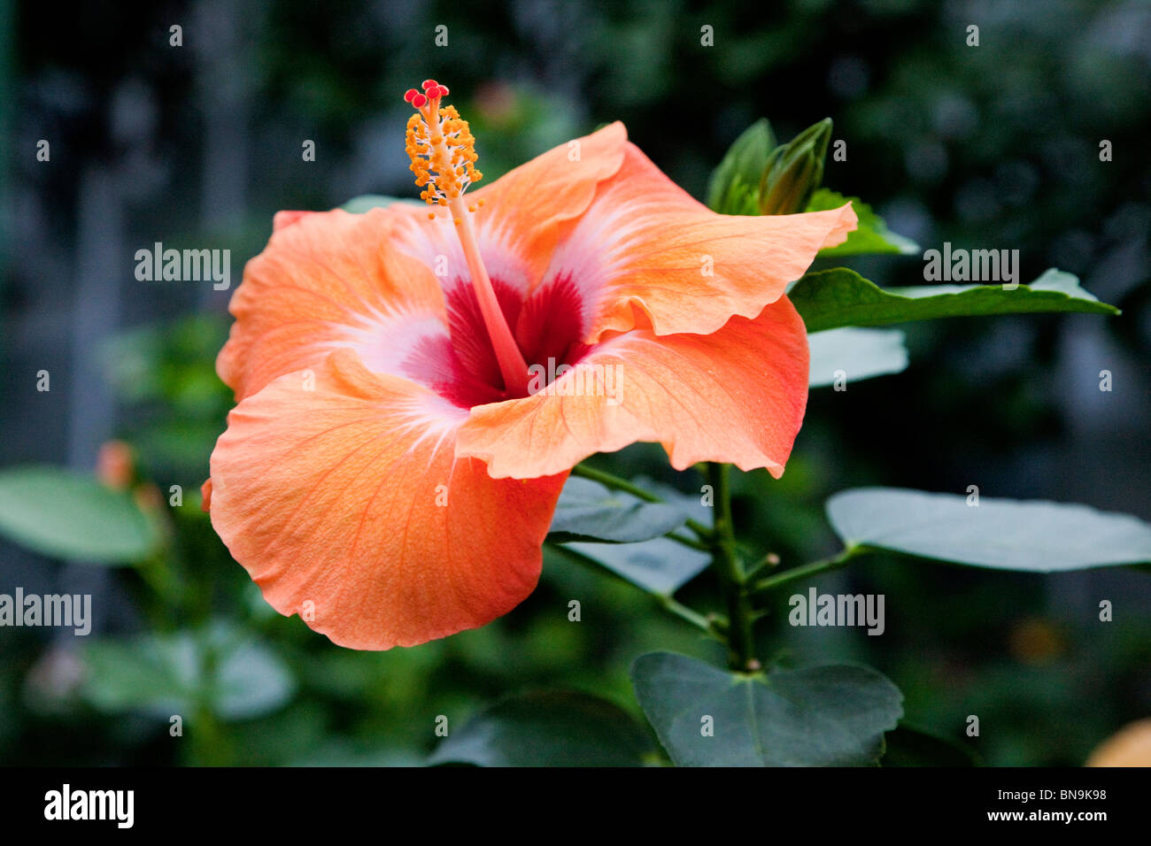 Hibiscus, Longwood Gardens, Kennett Square, Pennsylvania, USA Stock Photo
