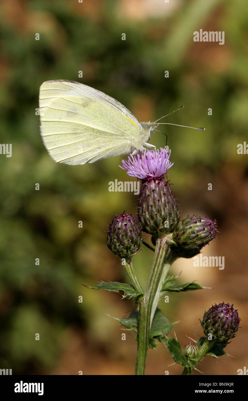Large White or Cabbage White Butterfly, Pieris brassicae, Pieridae, Female Stock Photo