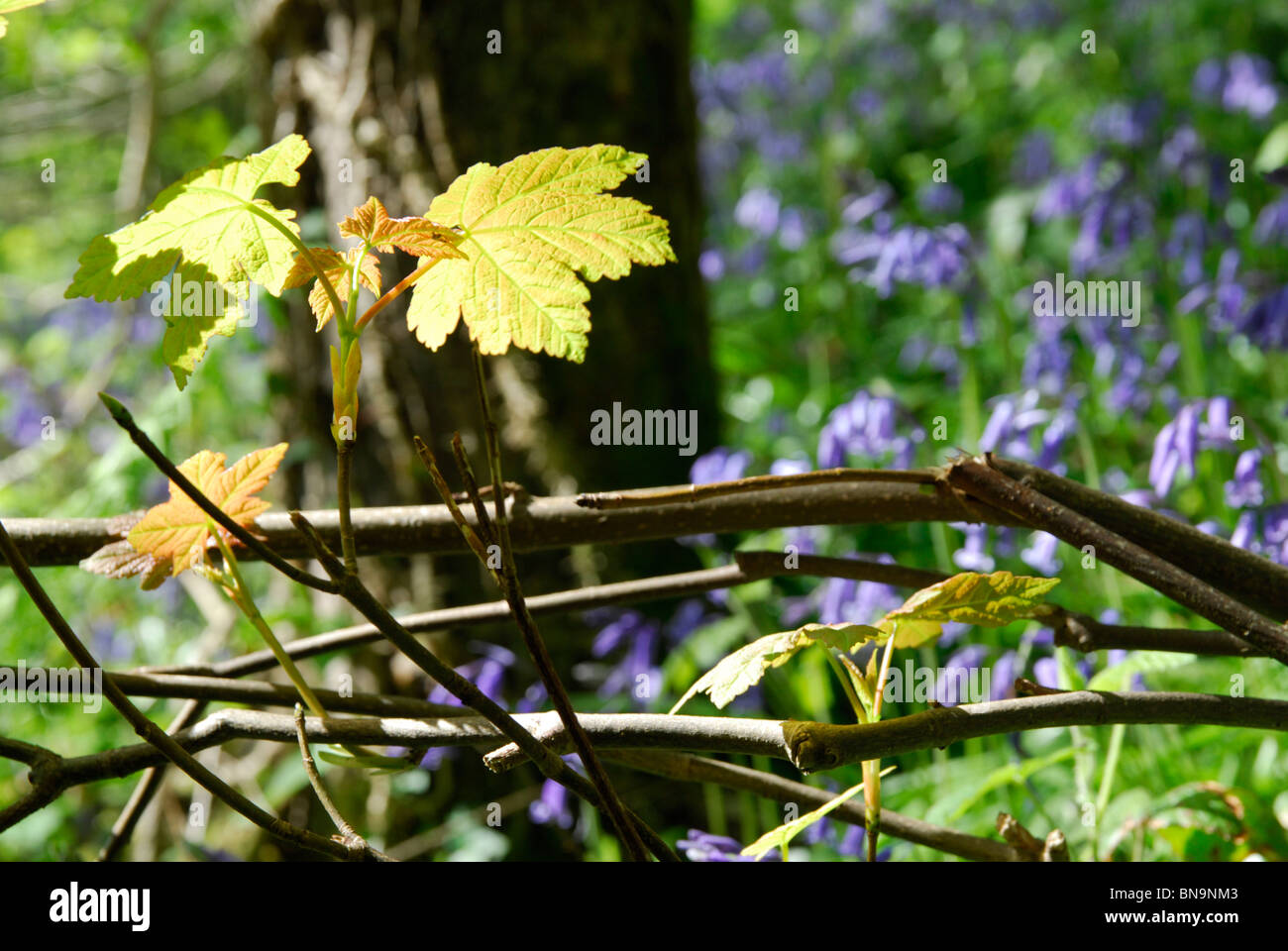 Sycamore sprouting in Bluebell Woods, Cwm Mabws, Llanrhystud Stock Photo