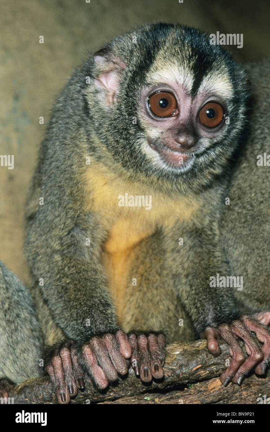 Night Monkey, (Aotus species), the night monkey is also known as the owl monkey and are nocturnal animals, captive. Stock Photo