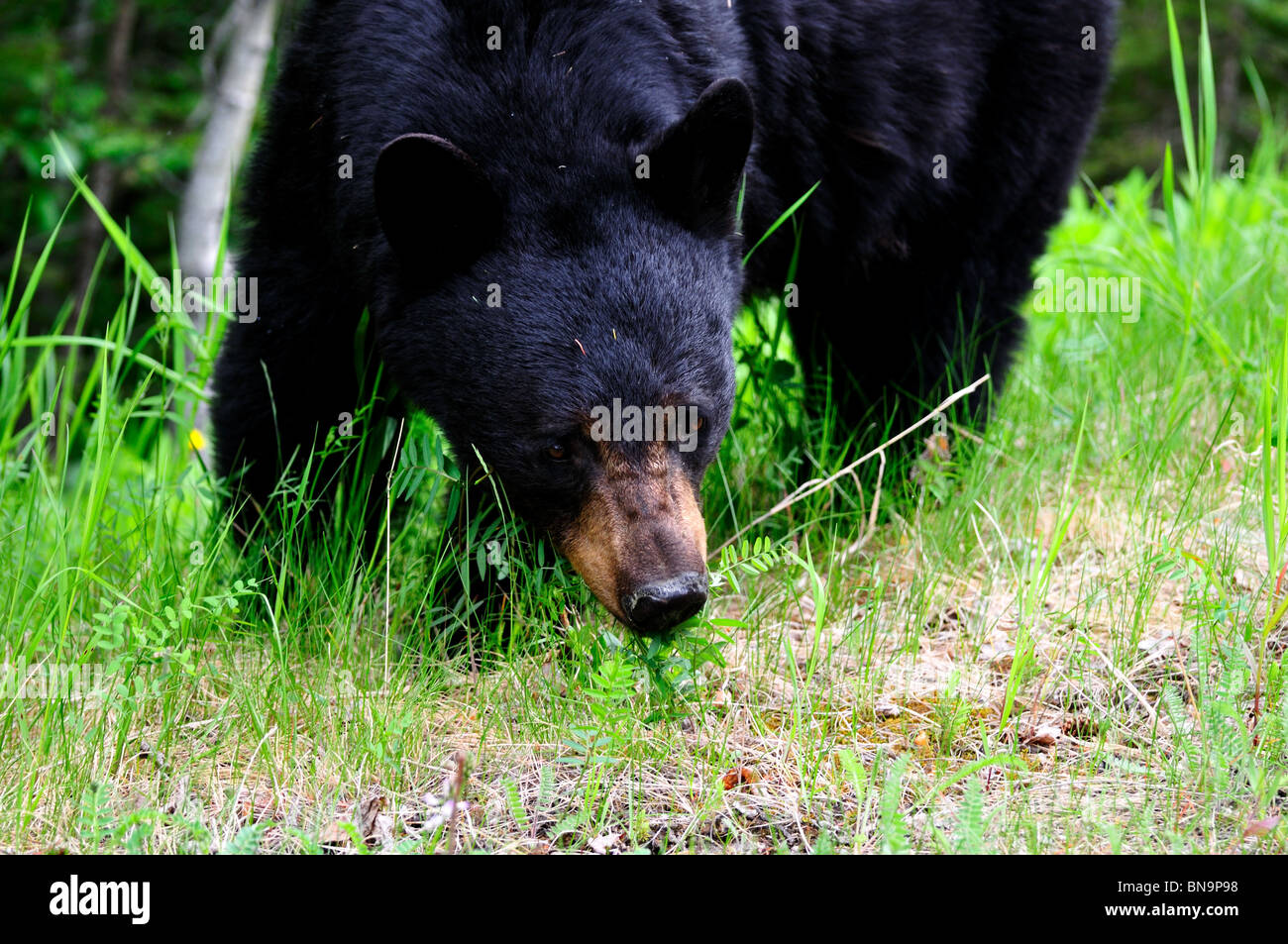 A full grown black bear in the wild. Jasper National Park, Alberta, Canada. Stock Photo