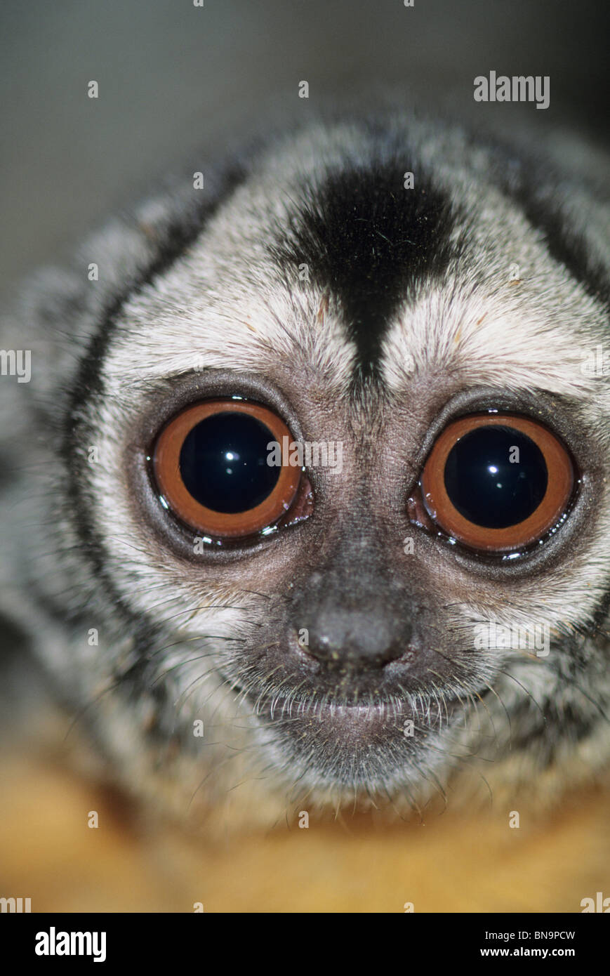Night or Owl Monkey, (Aotus species),Captive portrait of nocturnal primate Stock Photo
