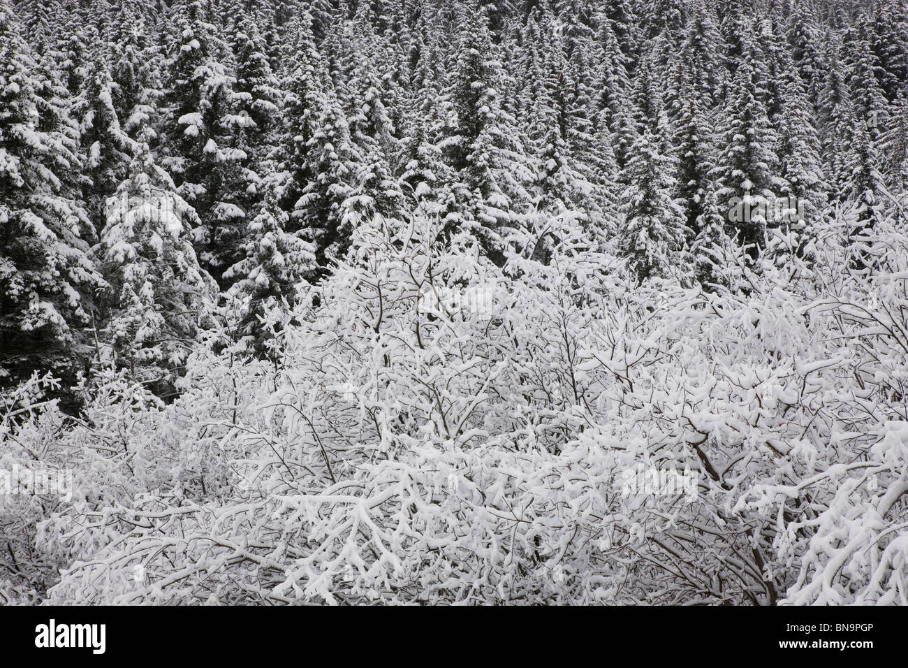 Winter trees, Seward, Alaska. Stock Photo