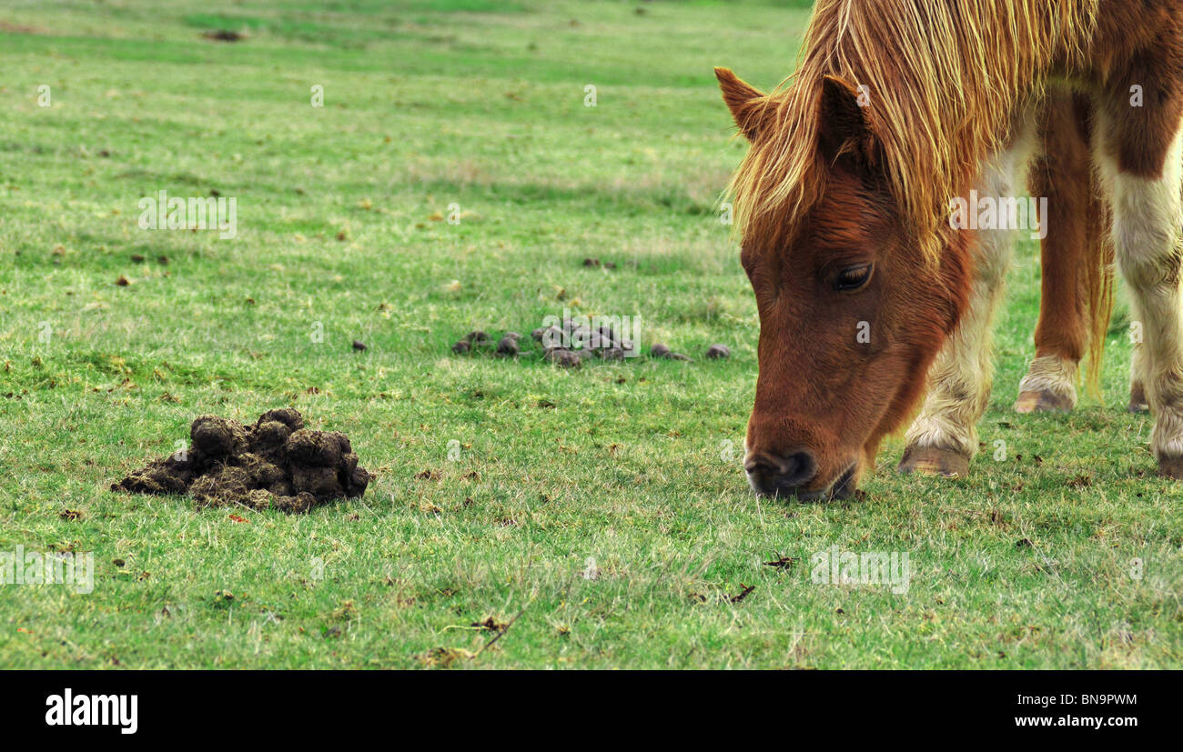 Horse pony eating grass right next to some feces Stock Photo Alamy