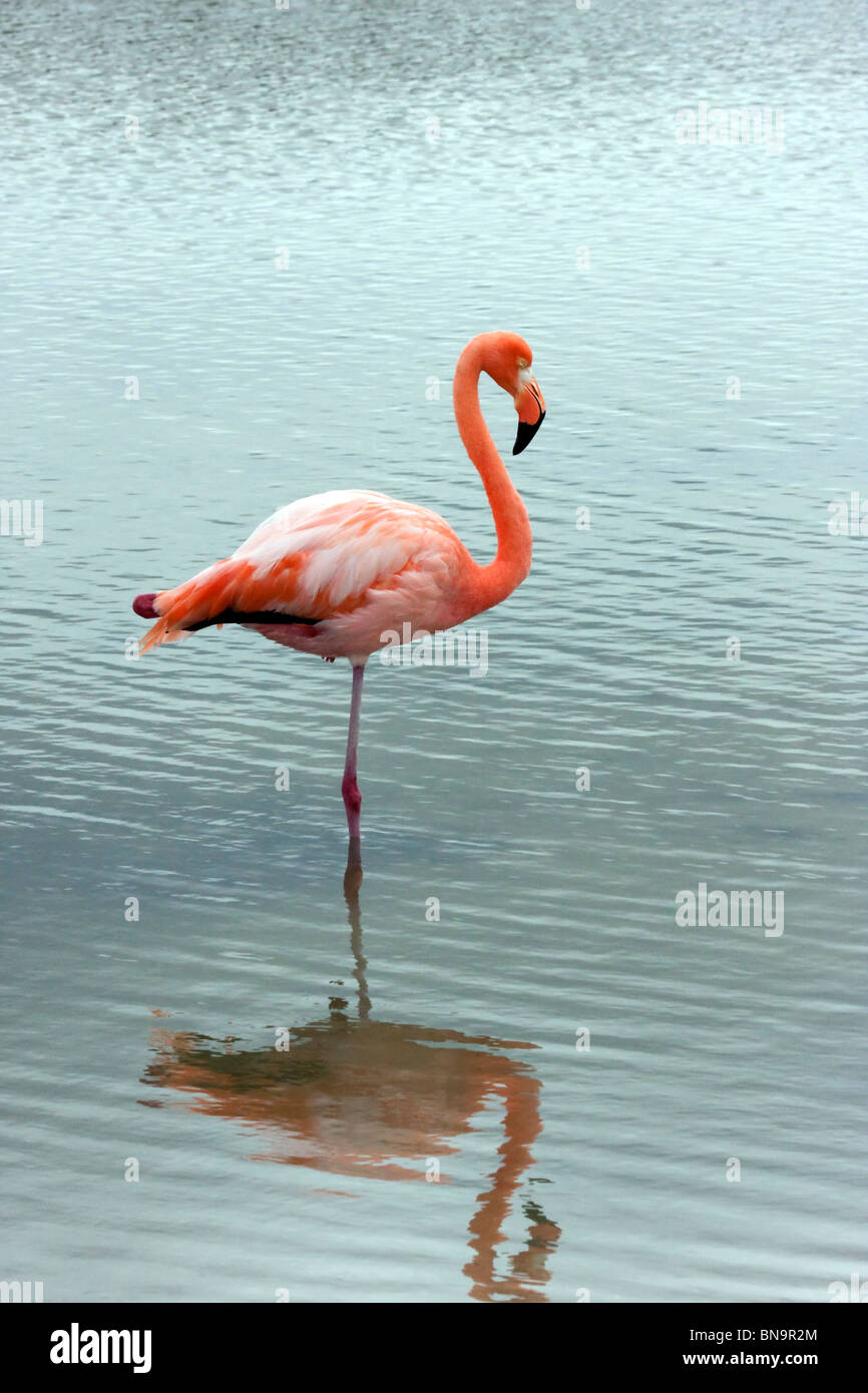Flamingo in Lake Stock Photo