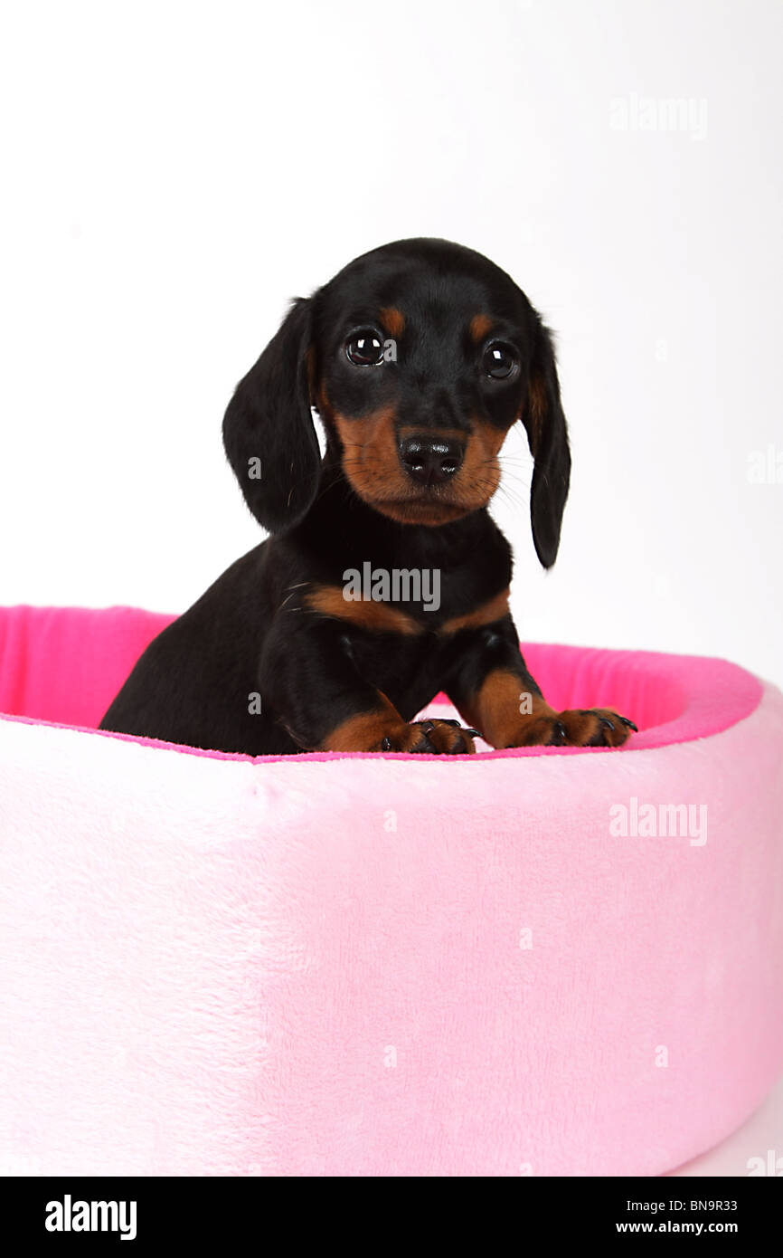 Adorable dachshund puppy in a doggie bed. Stock Photo