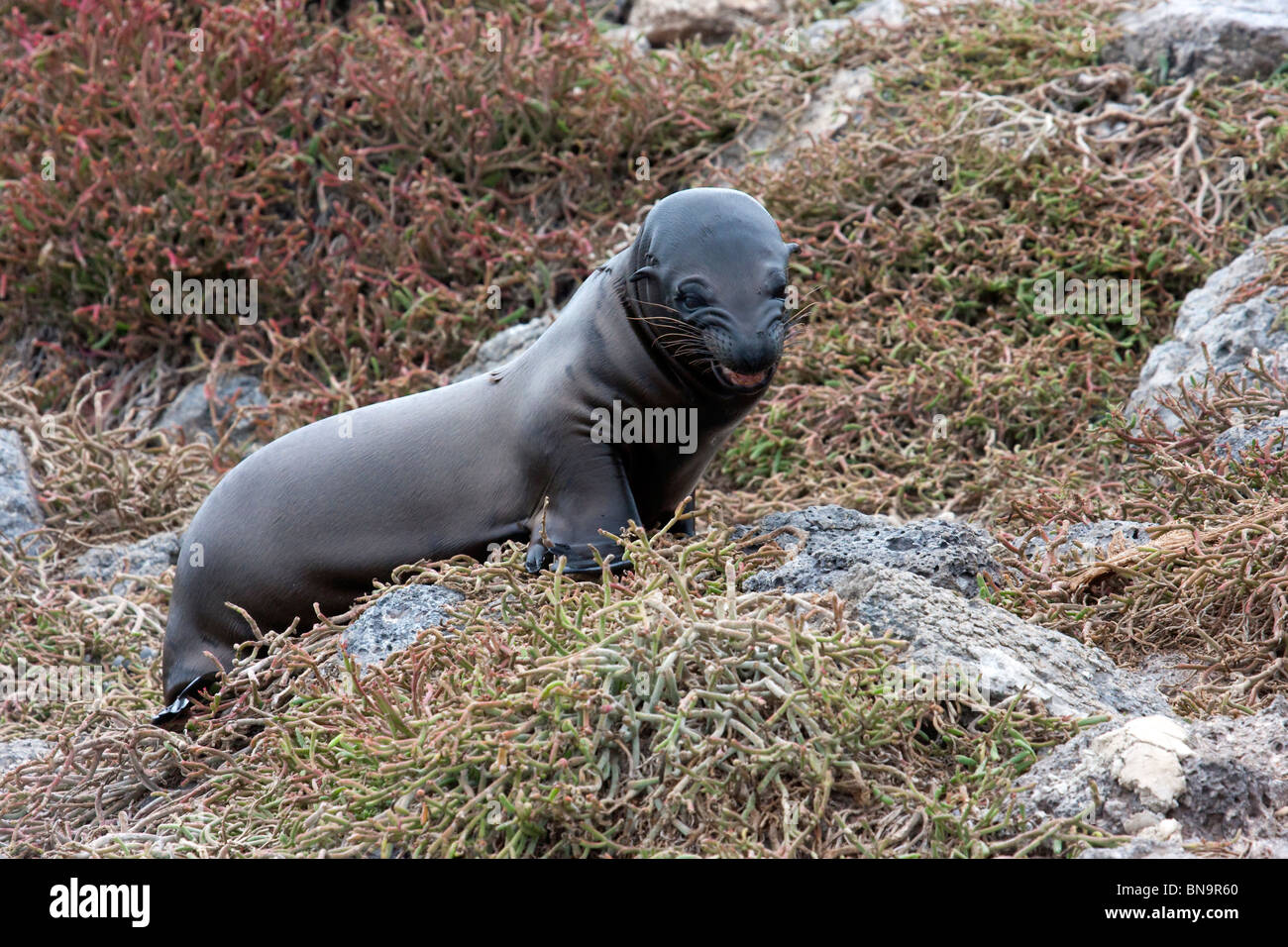 Angry sea lion growling in the Galapagos Islands Stock Photo