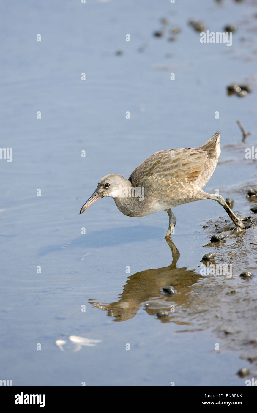Juvenile Clapper Rail feeding in mud flats Stock Photo Alamy