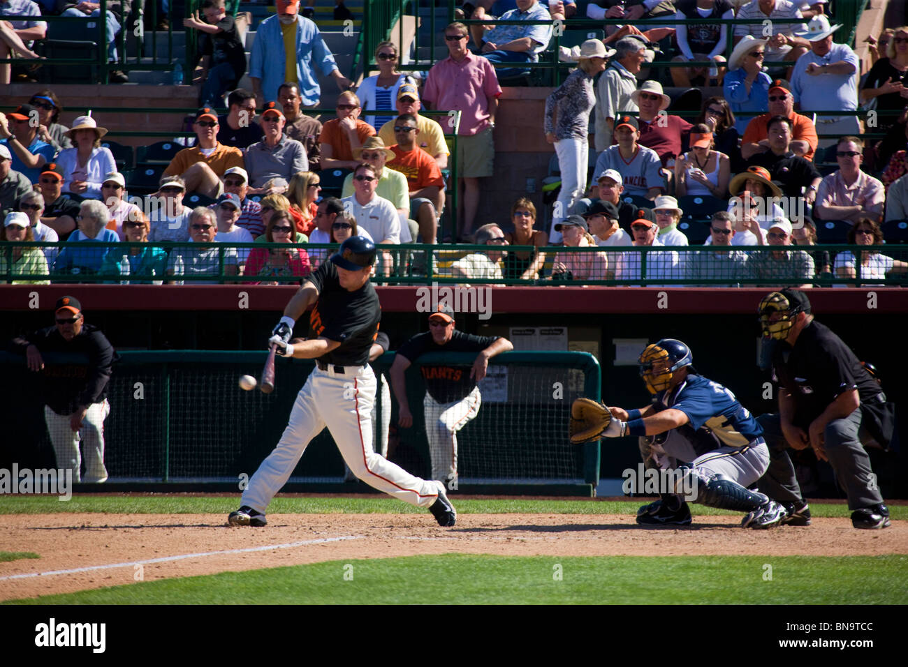 The San Francisco Giants vs the Milwaukee Brewers during spring