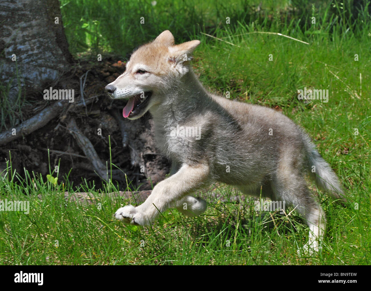 Grey Tundra Wolf Pup Stock Photo