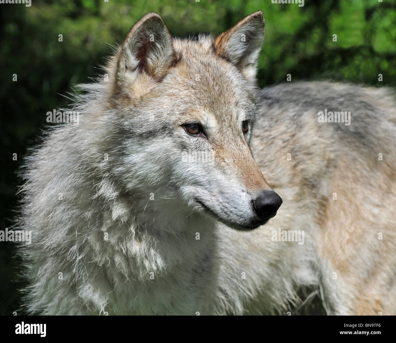 [Image: grey-female-tundra-wolf-BN9TF6.jpg]