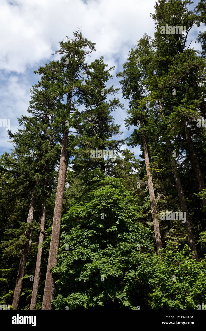 Forest, giant Douglas fir trees Stock Photo Alamy