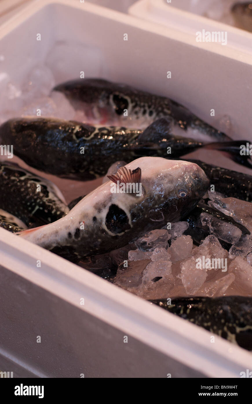 A crate of fugu, or Japanese pufferfish, for sale at the Tokyo Central Wholesale Markets at Tsukiji. Stock Photo