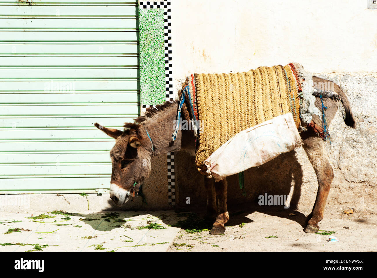 A donkey rests from its burdens by the side of a street in Sefrou, Morocco Stock Photo