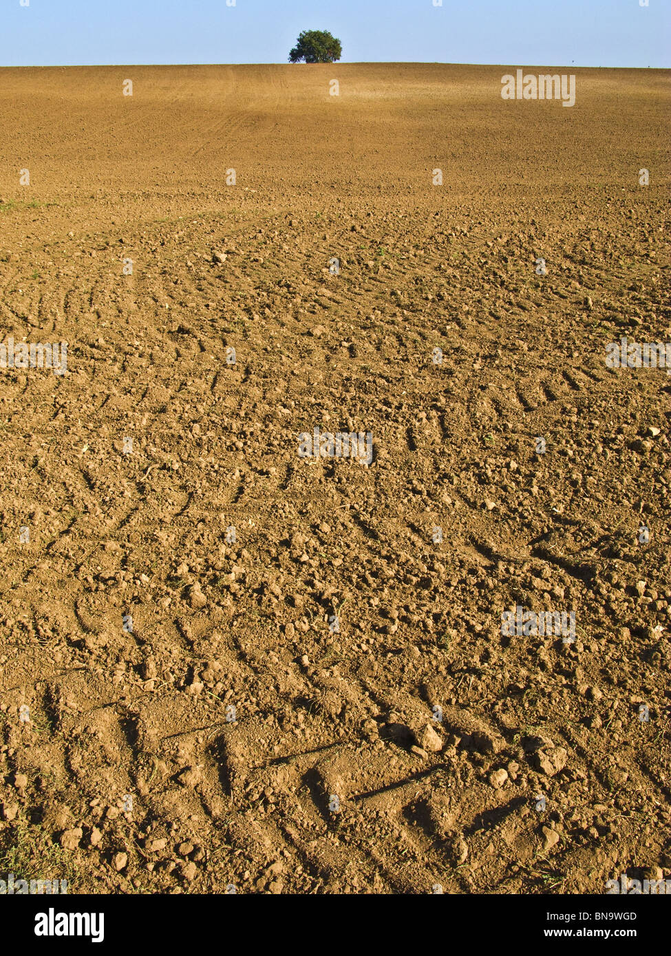 Ocra soil with tractors tracks and a solitary tree Stock Photo