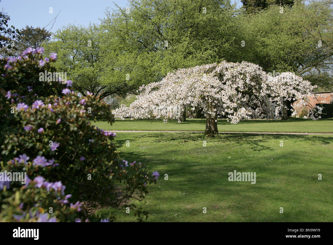 Estate Of Tatton Park England Spring View Of A Cherry Blossom