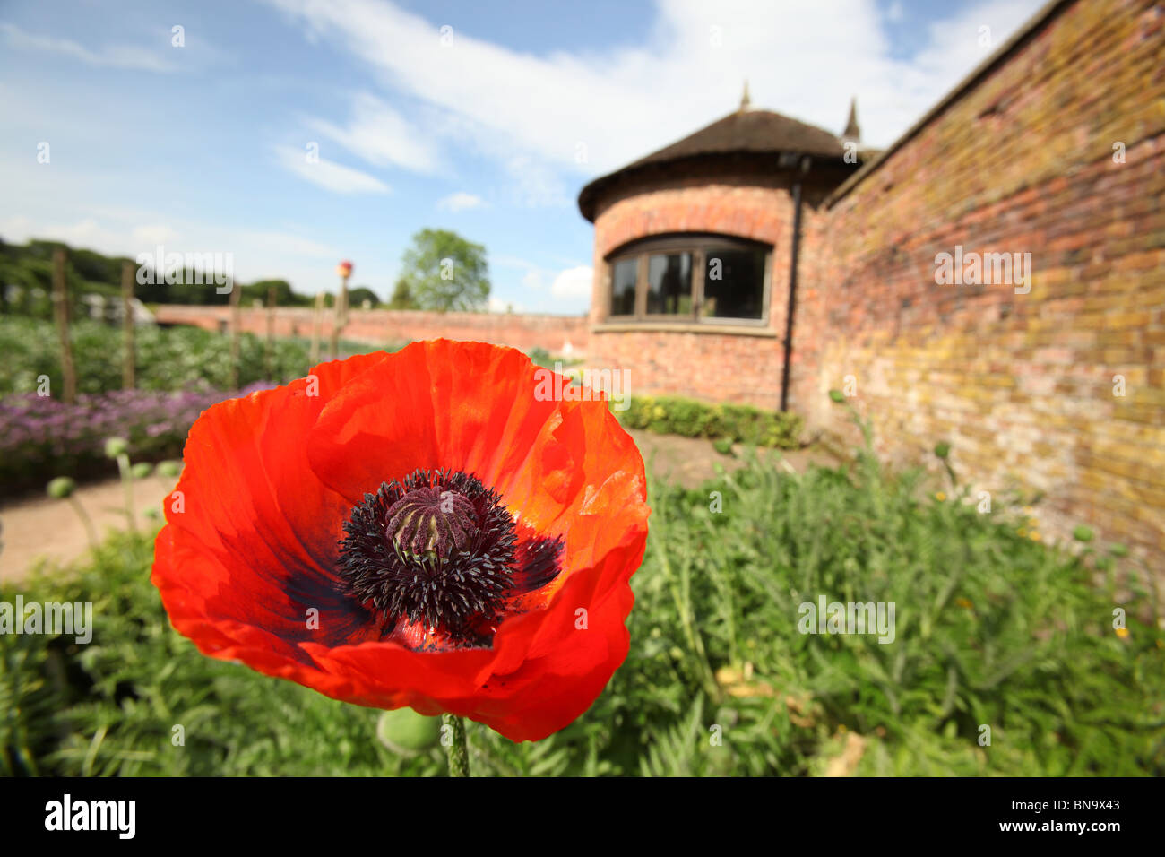 Estate of Tatton Park, England. Late spring view of the Vegetable Garden, with an orange poppy in the foreground. Stock Photo