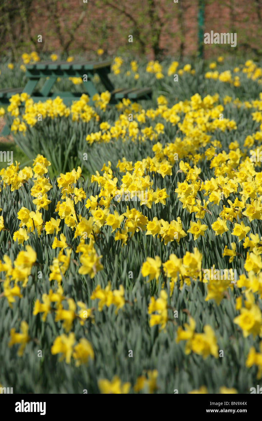Walkden Gardens, Sale, England. A mass of daffodils at full bloom in