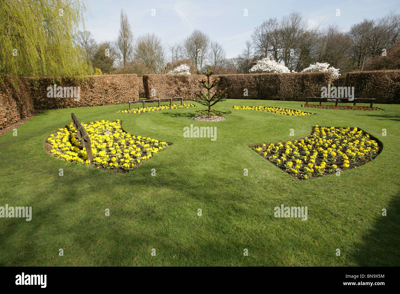 Walkden Gardens, Sale, England. Yellow primulas in spring flower beds