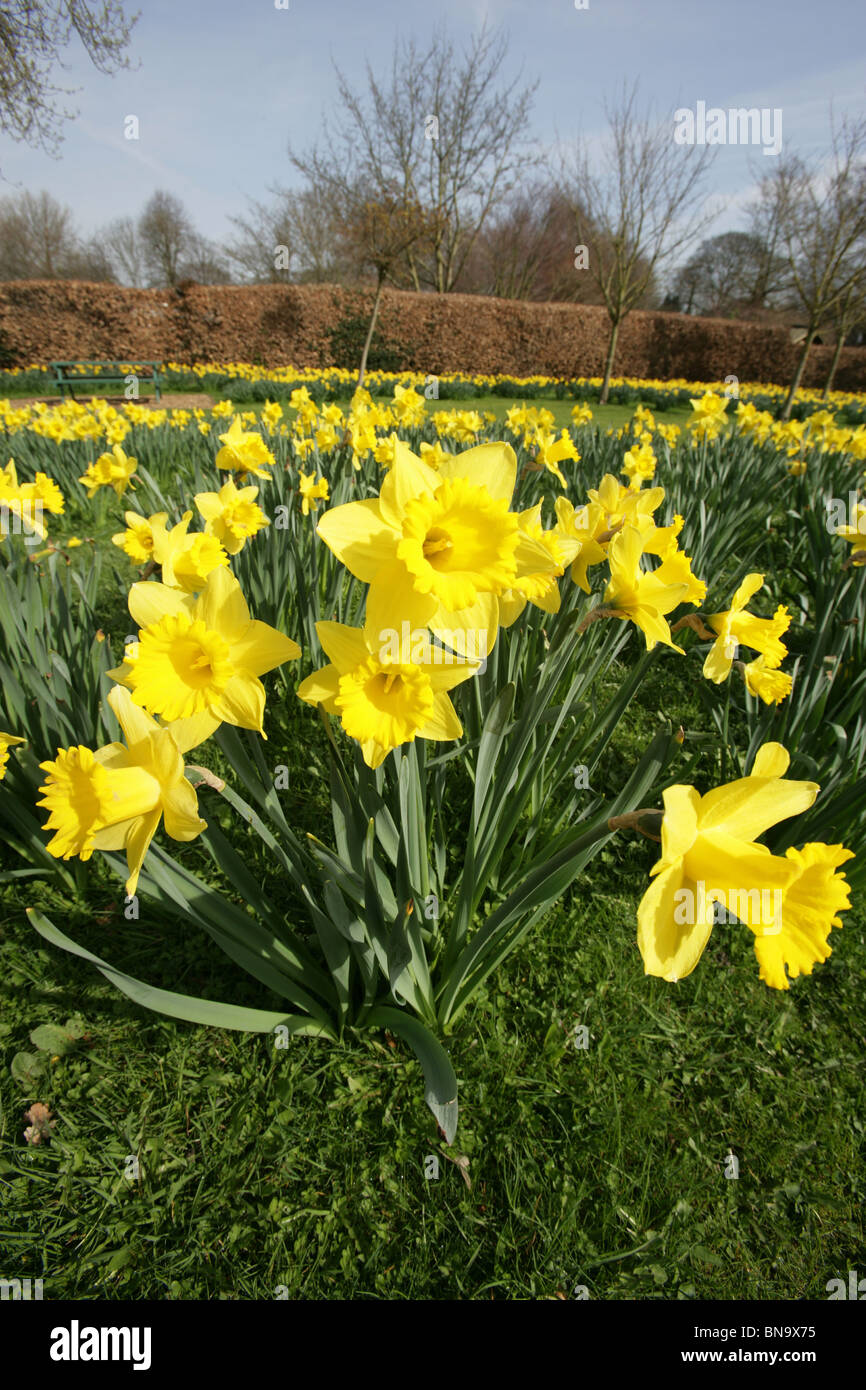 Walkden Gardens, Sale, England. Close up view of a bunch of daffodils
