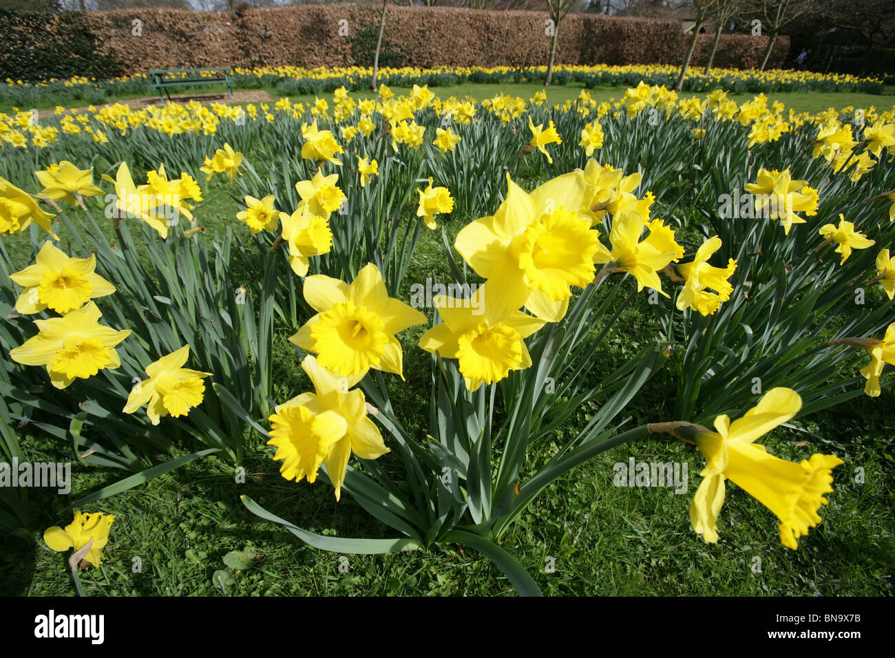 Walkden Gardens, Sale, England. Close up view of a bunch of daffodils