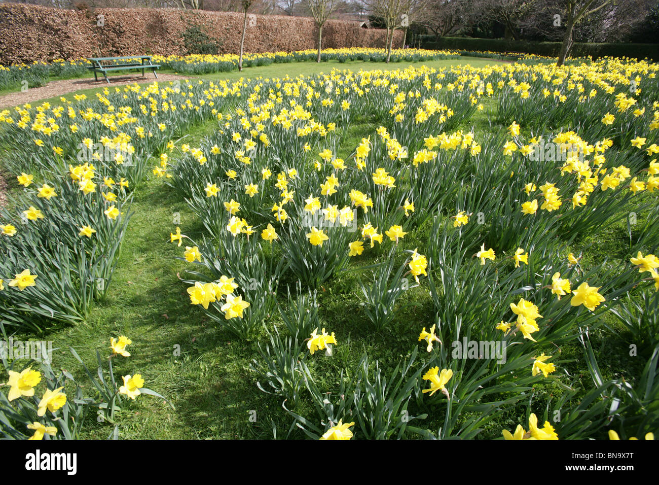 Walkden Gardens, Sale, England. A mass of daffodils at full bloom in