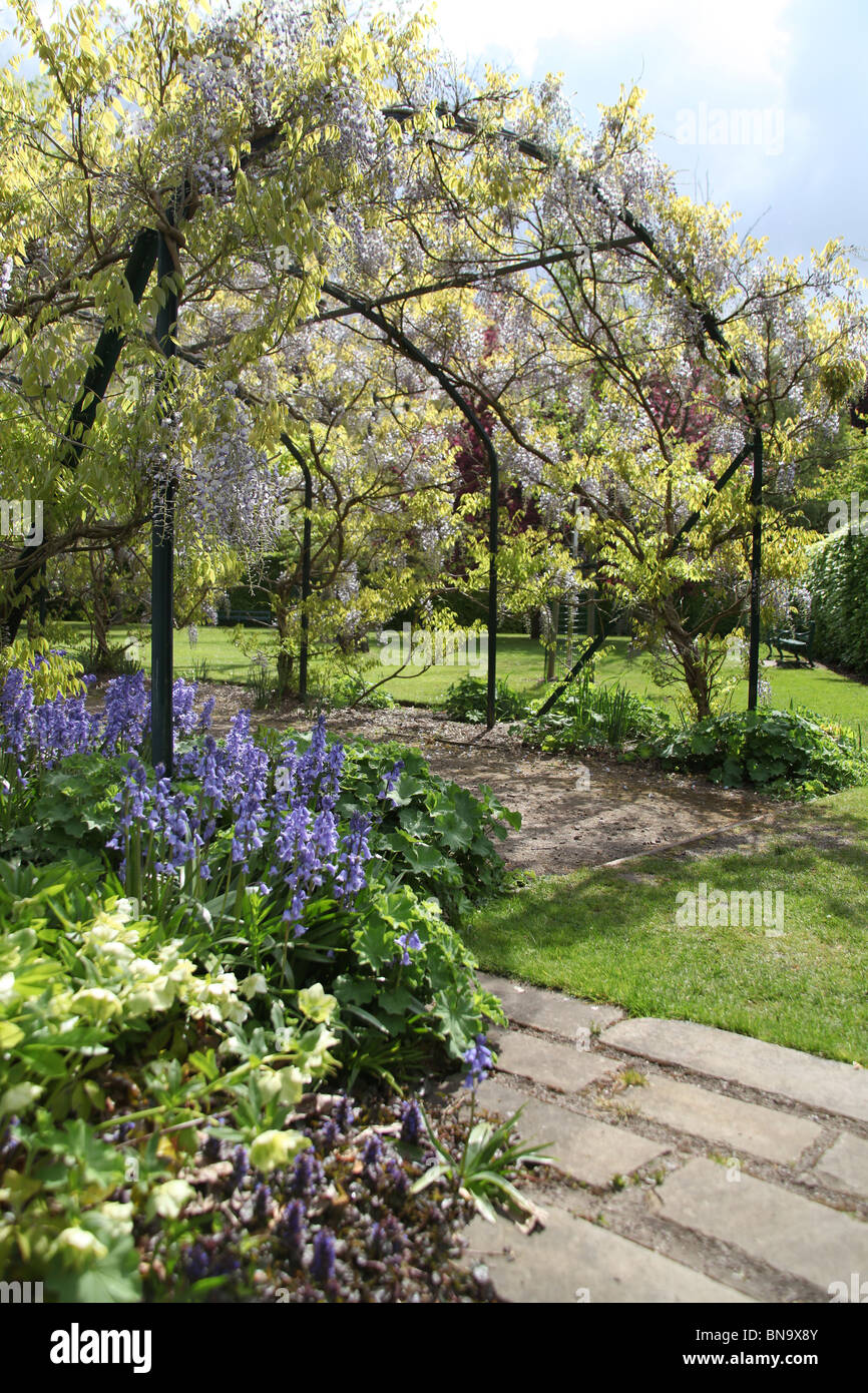 Walkden Gardens, Sale, England. Spring view of a wisteria arch in bloom