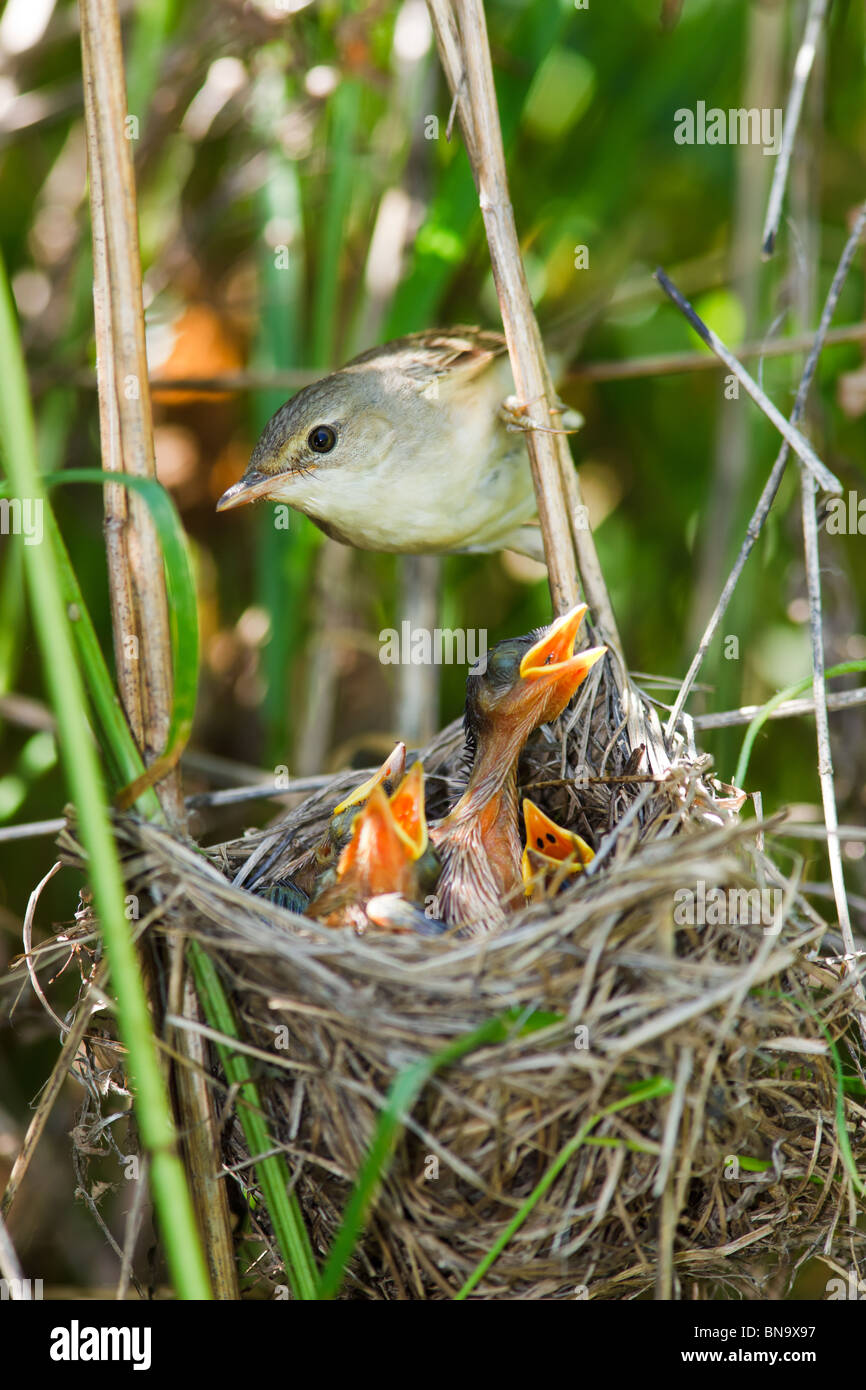 Nest of a Marsh Warbler (Acrocephalus palustris) with baby birds in the nature. Stock Photo