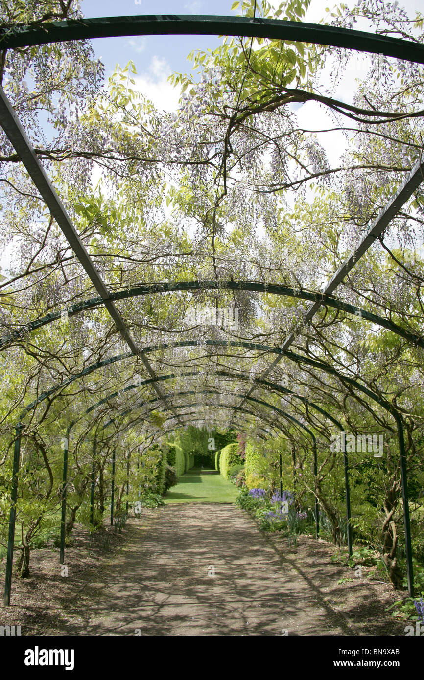 Walkden Gardens, Sale, England. Spring view of a wisteria arch in bloom