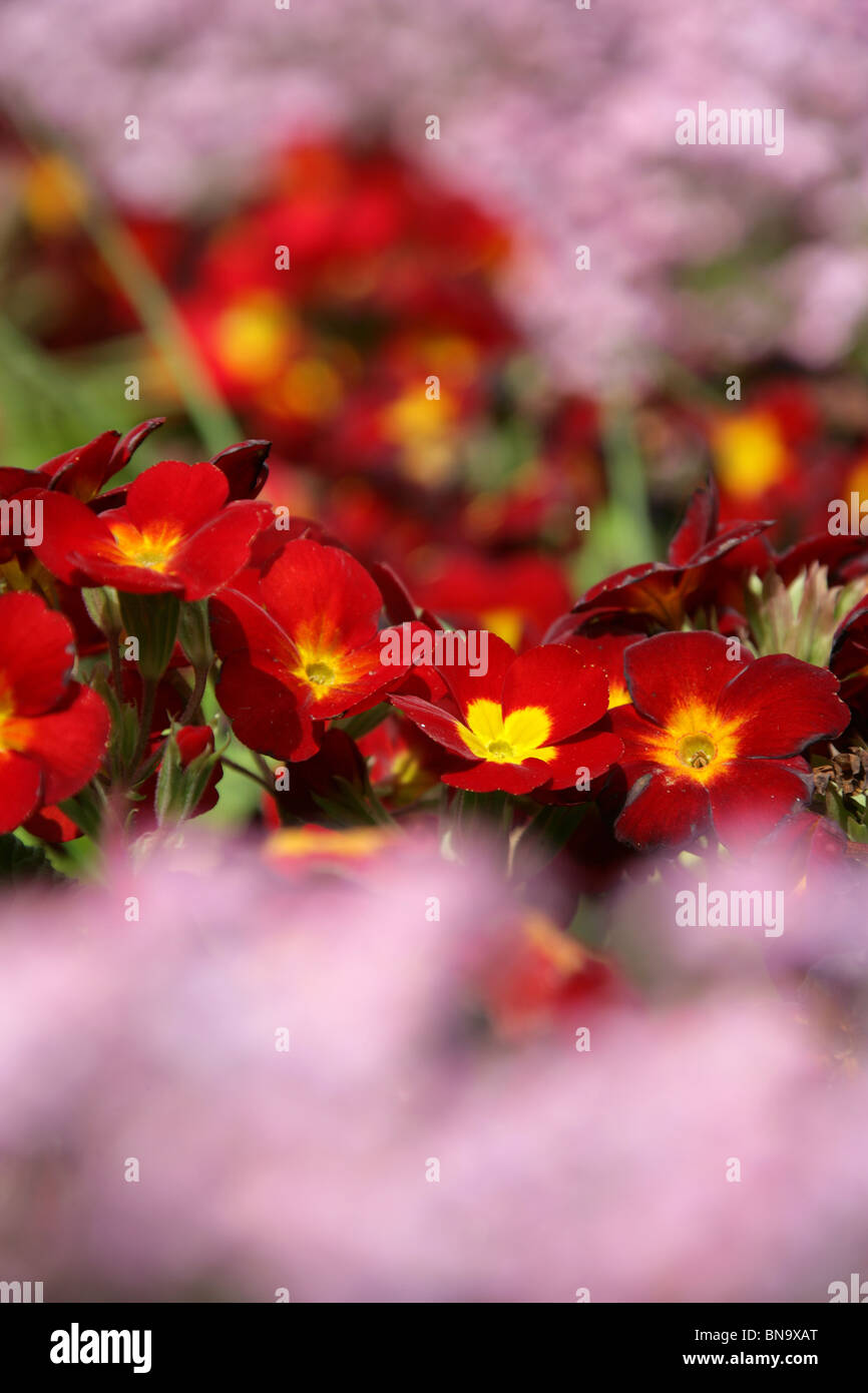 Walkden Gardens, Sale, England. Red and yellow primulas in spring