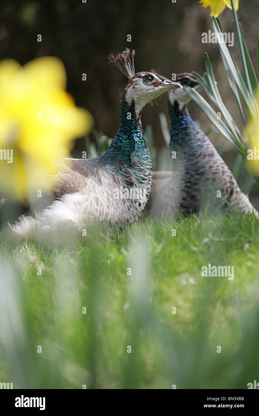 Walton Hall and Gardens. Spring view of peacocks at Walton Hall Gardens
