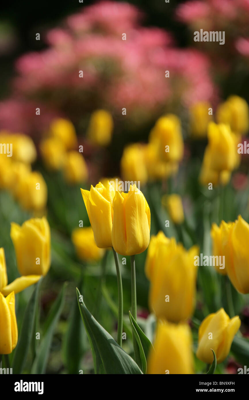 Walton Hall and Gardens. Spring view of yellow tulips in bloom at Walton Hall Gardens. Stock Photo