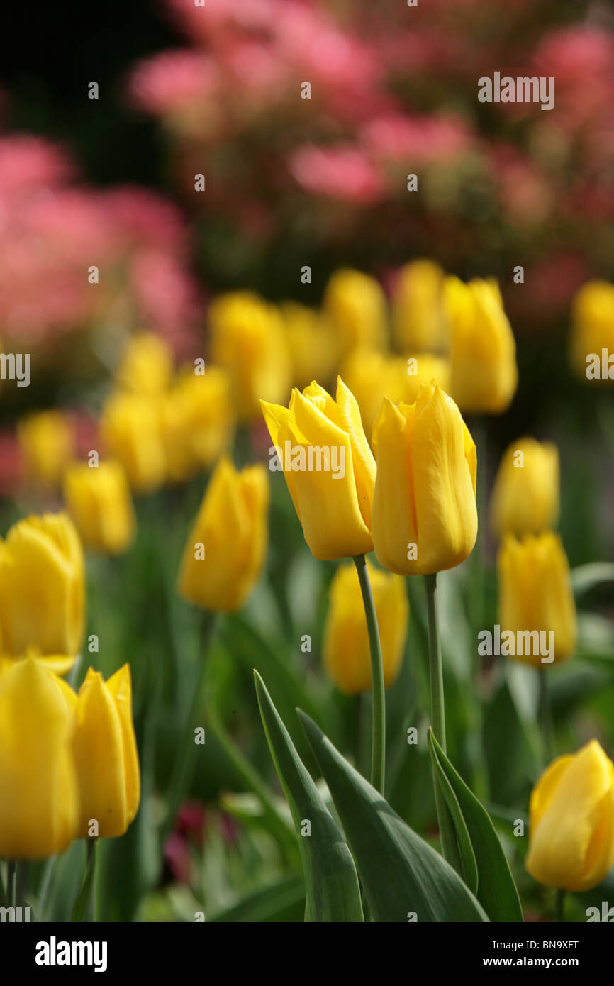 Walton Hall and Gardens. Spring view of yellow tulips in bloom at Walton Hall Gardens. Stock Photo
