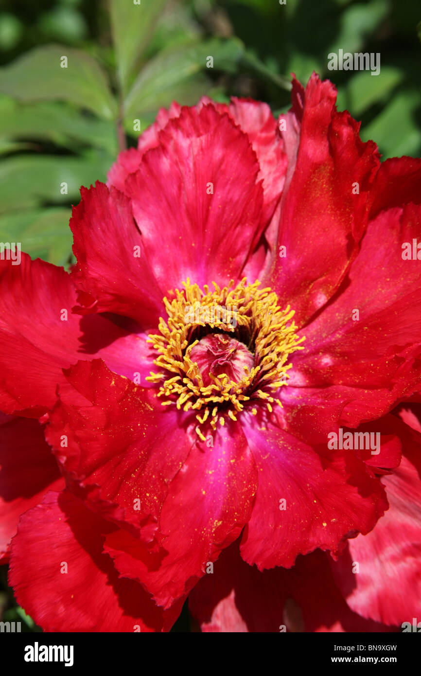 Weeping Ash Garden, England. Colourful close up spring view of a red Japanese peony at Weeping Ash Gardens. Stock Photo