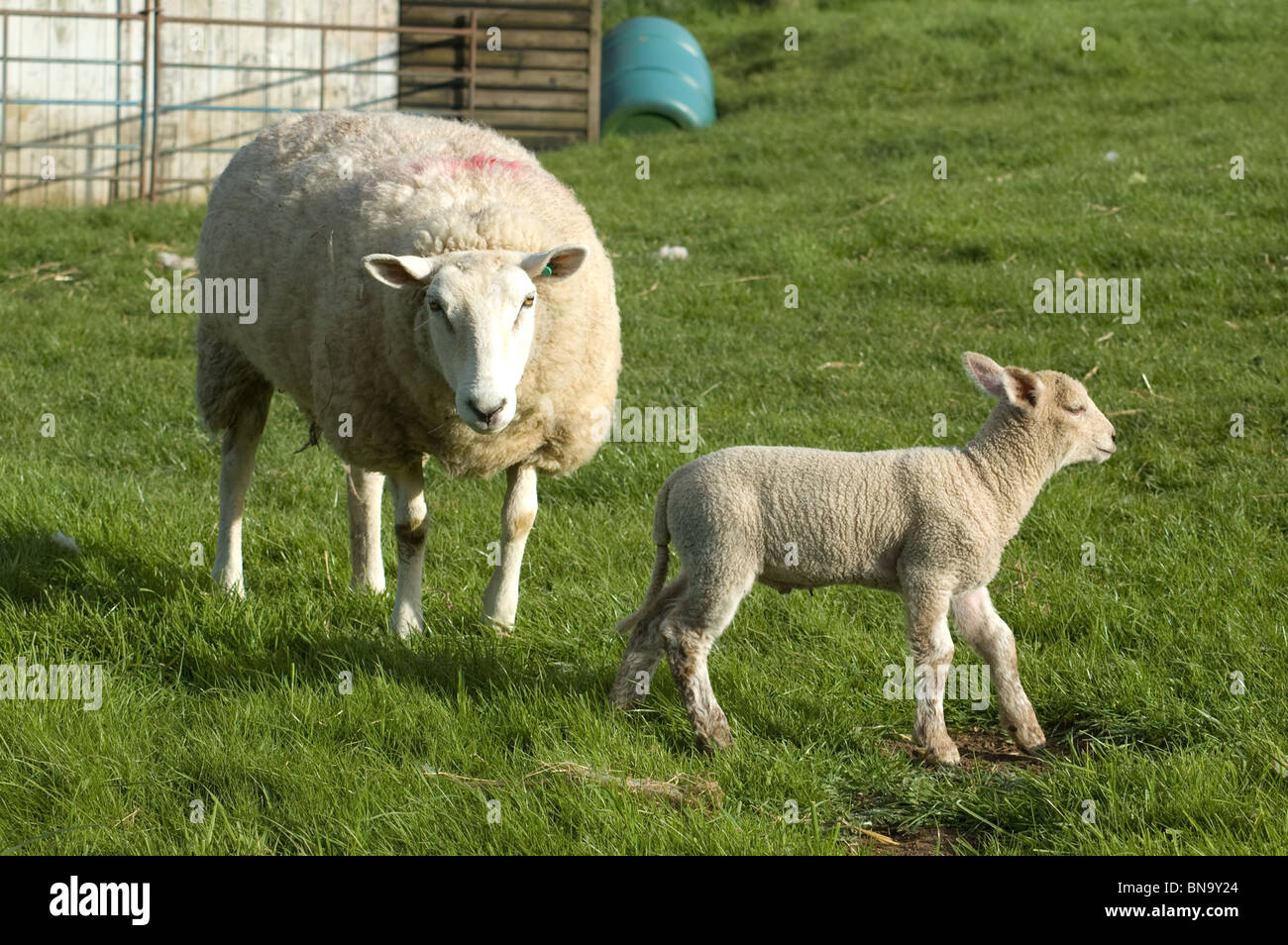 lamb with its mother Stock Photo Alamy