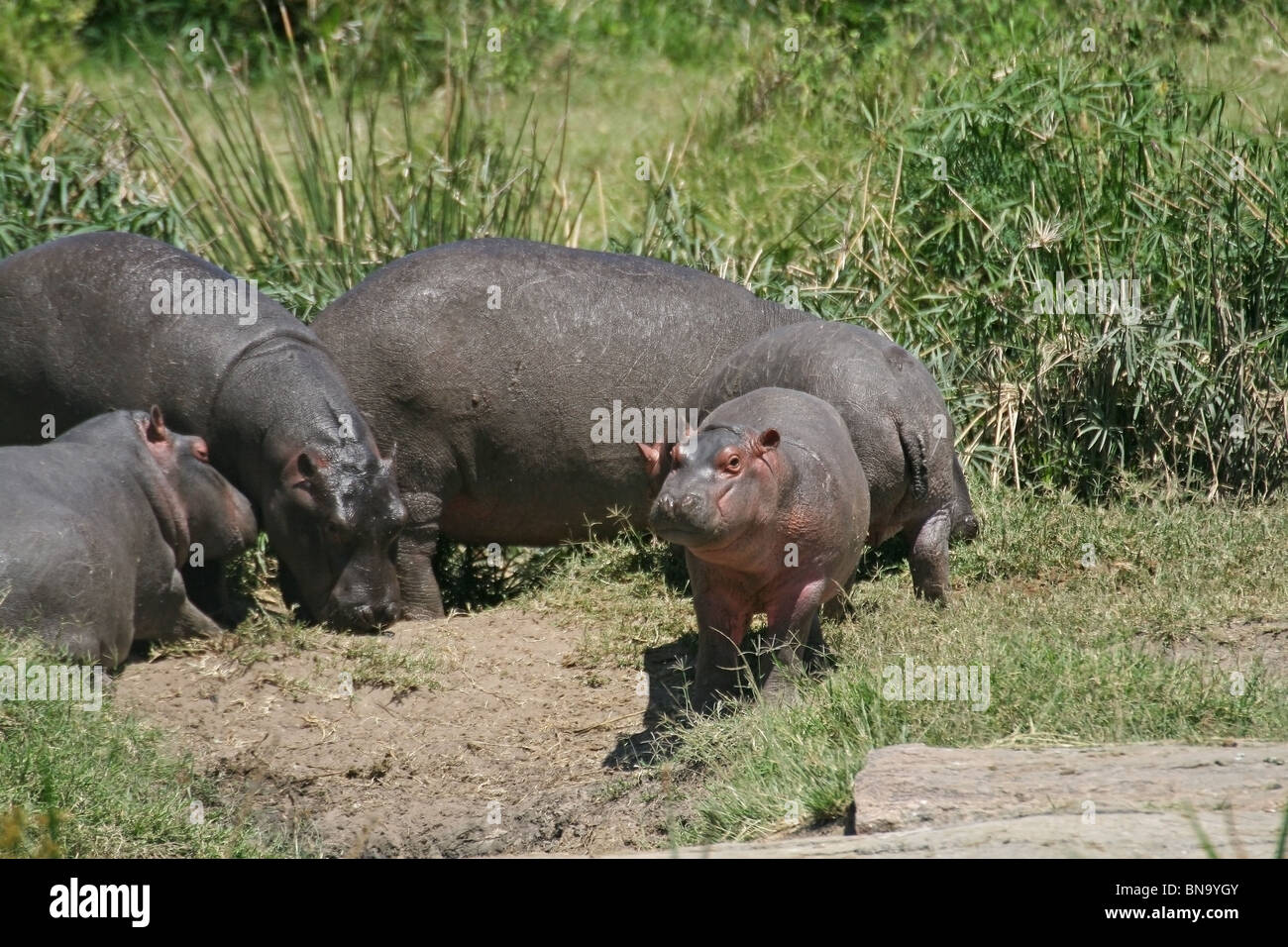 A Hippopotamus family in Masai Mara National Reserve, Kenya, East Africa Stock Photo