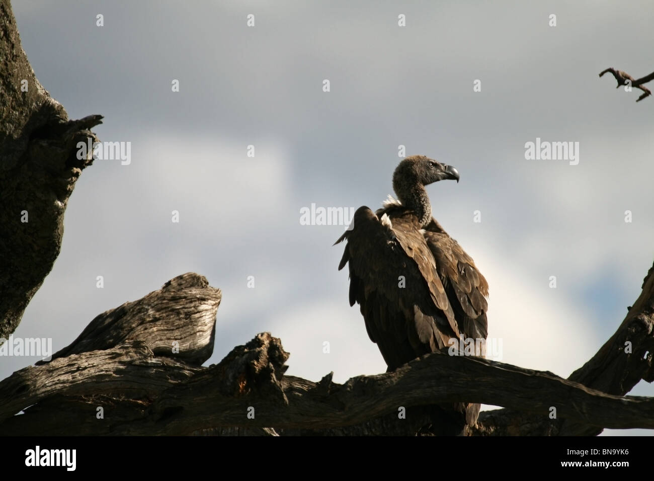 Griffon Vulture Silhouette. Picture taken in Masai Mara National Reserve, Kenya, East Africa Stock Photo