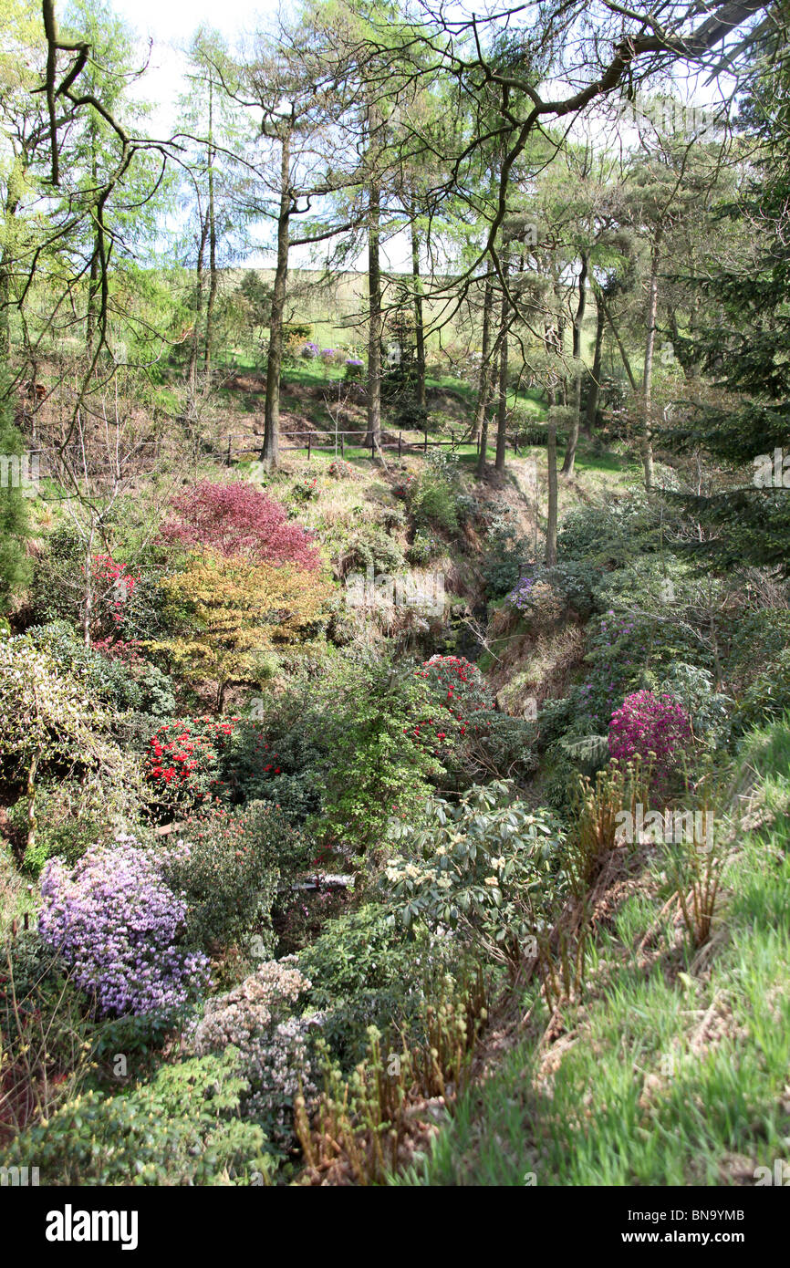 Dunge Valley Rhododendron Gardens, England. Elevated spring view of Dunge Valley Rhododendron Gardens, rhododendron dell. Stock Photo