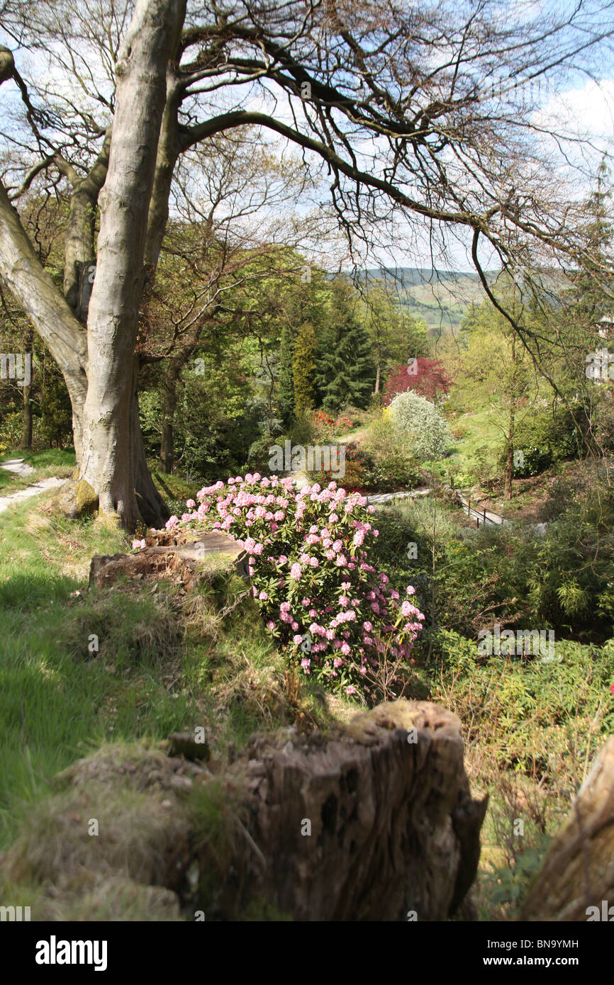 Dunge Valley Rhododendron Gardens, England. Spring view of Dunge Valley  Rhododendron Gardens Stock Photo - Alamy