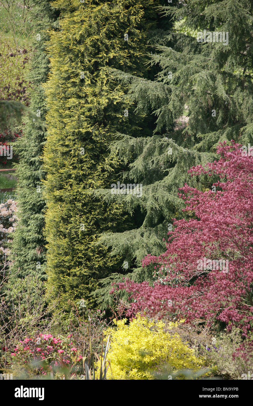 Dunge Valley Rhododendron Gardens, England. Elevated spring view of Dunge Valley Rhododendron Gardens. Stock Photo