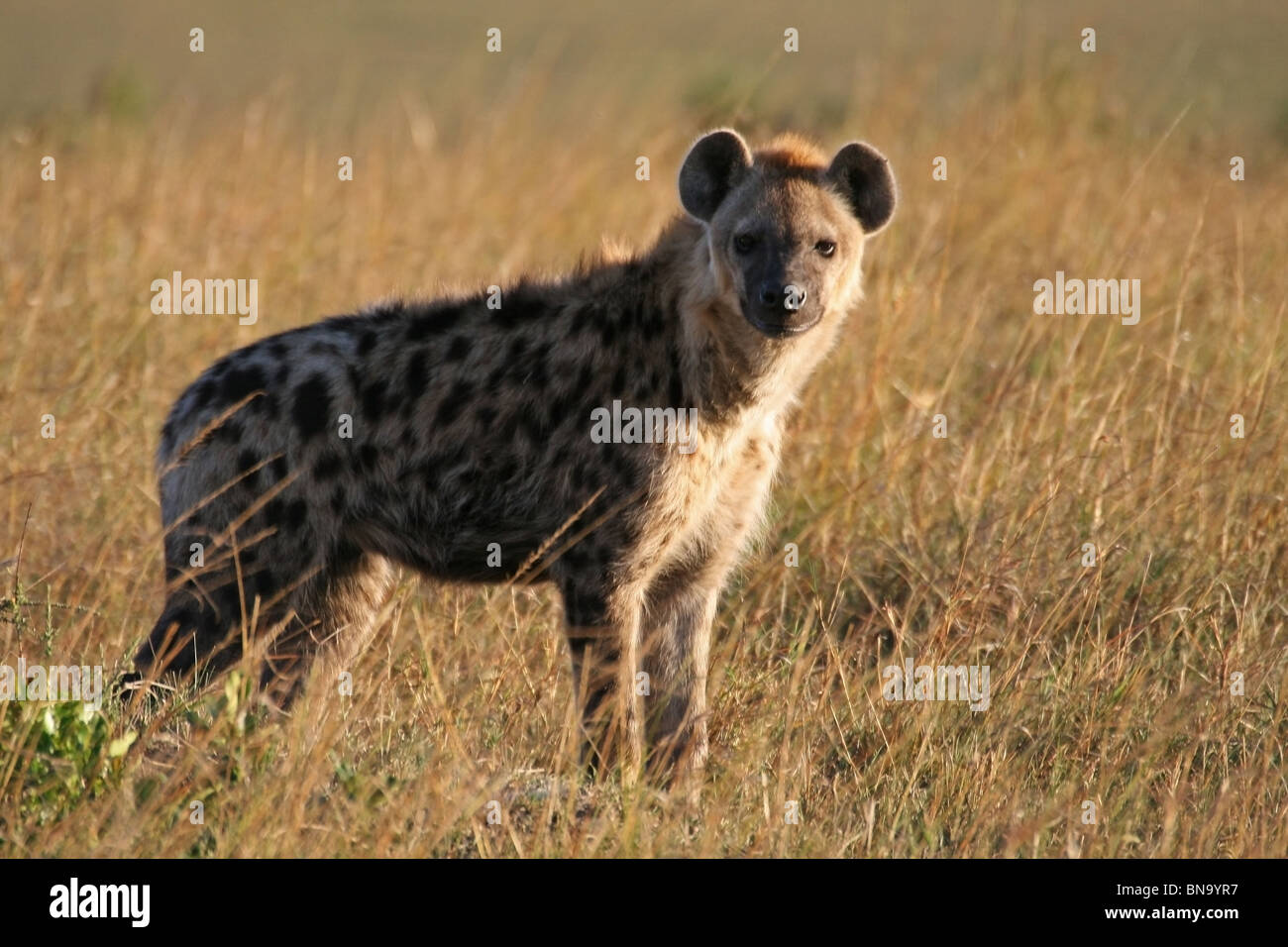 A spotted Hyena looking for food in Masai Mara National Reserve, Kenya, East Africa Stock Photo