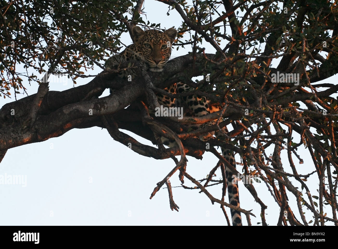 A Leopard resting on a Fig tree in the evening in Masai Mara National Reserve, Kenya, East Africa Stock Photo