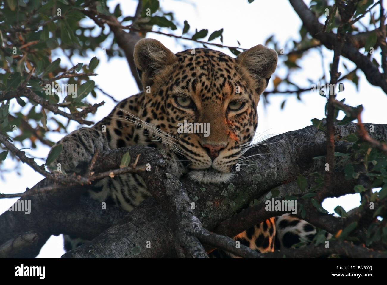 A Leopard resting on a Fig tree in the evening in Masai Mara National Reserve, Kenya, East Africa Stock Photo